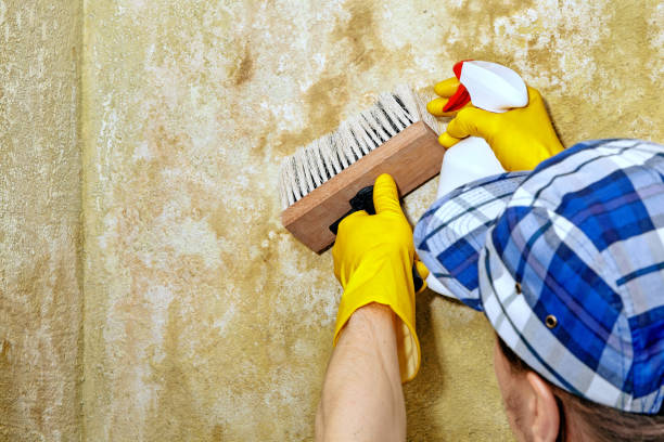 Best Commercial Mold Inspection  in Wildwood, FL